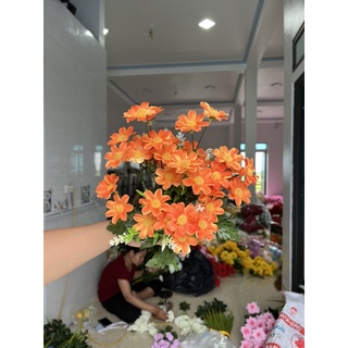 cúc tana siêu đẹp