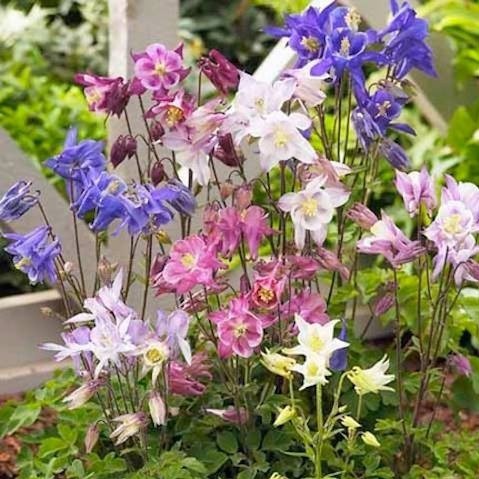 Hạt giống HOA BỒ CÂU Blue Star Columbine để trồng (Aquilegia caerulea) Gói đôi 50 hạt mỗi loại