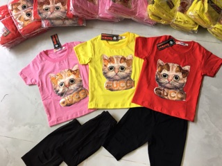 Combo 5 bộ mèo kim sa