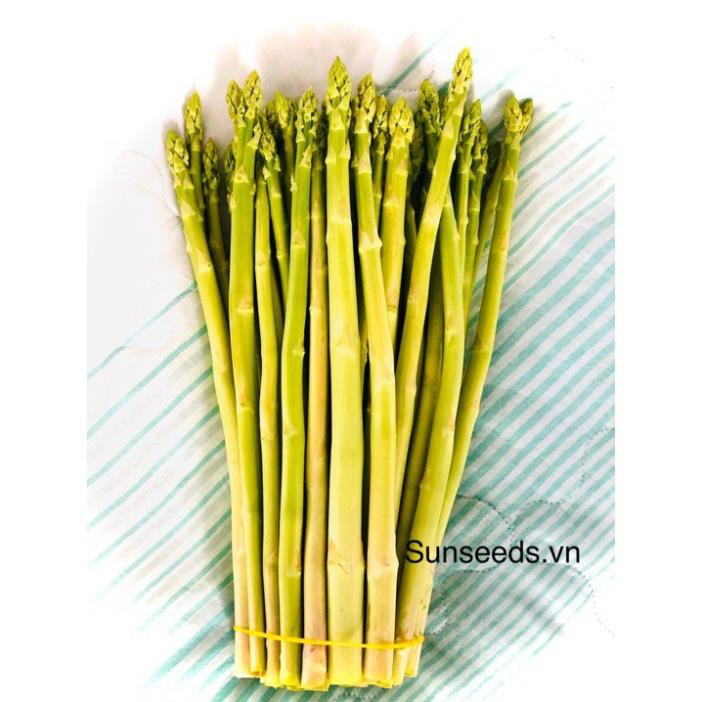 Hạt giống măng tây Sunlim Hà Lan gói 1000 hạt