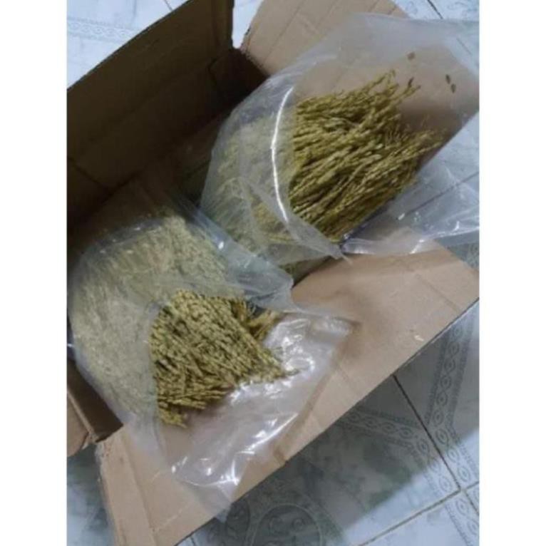1kg Đòng đòng lúa nếp ngâm rượu