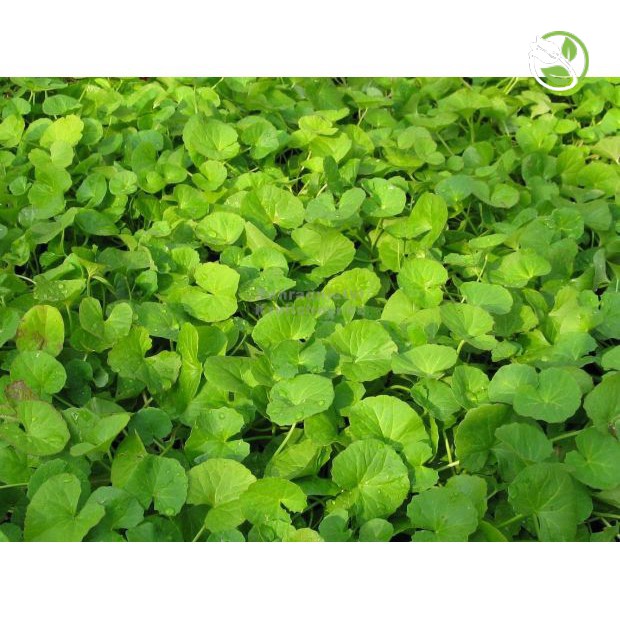 Hạt Giống Rau Má Phú Nông 58 - Gói 1g