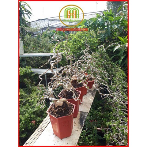 Dây nhôm kẽm uốn cây cảnh cây bonsai đẹp như khế, linh sam, nguyệt quế, mai ...5m