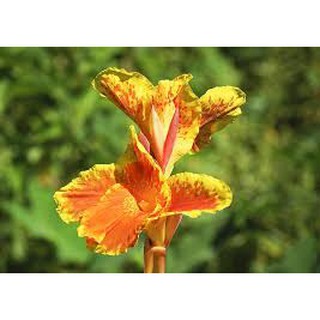Củ Giống Chuối Hoa Dễ Trồng - 1 Củ