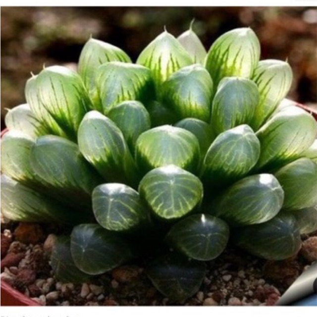 [HÀNG VIP] SEN ĐÁ KIM CƯƠNG (HAWORTHIA COOPERI) TẶNG SỎI