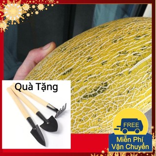 Hạt Giống Dưa Lưới Vàng F1 Tặng Bộ Dụng Cụ Mini Trồng Cây Tặng Bộ Dụng Cụ Mini Trồng Cây