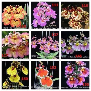 Lan vũ nữ bút chì đang nụ hoa