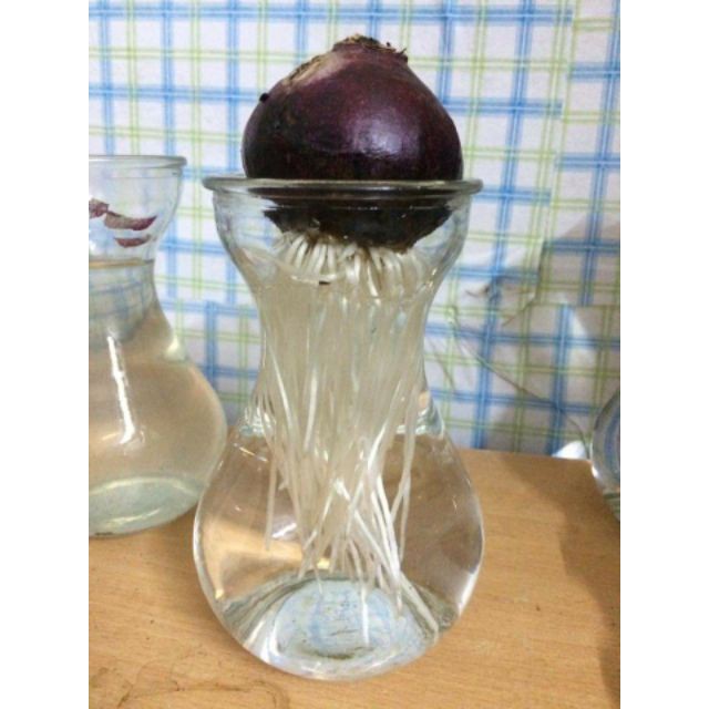 Dung Dịch Thủy Canh Chuyên Dụng Cho Tiên Ông Và Thủy Tiên