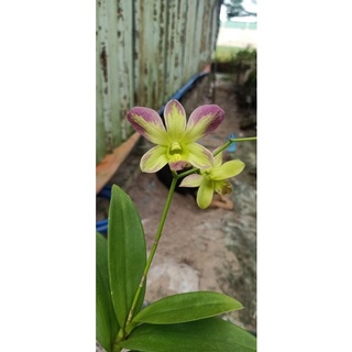 Lan denro Chớp 10% ( cây cao 15cm)