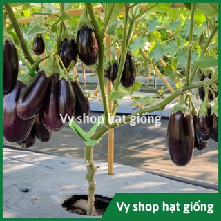 Hạt giống cà tím giọt nước Thái Lan gói 100 hạt