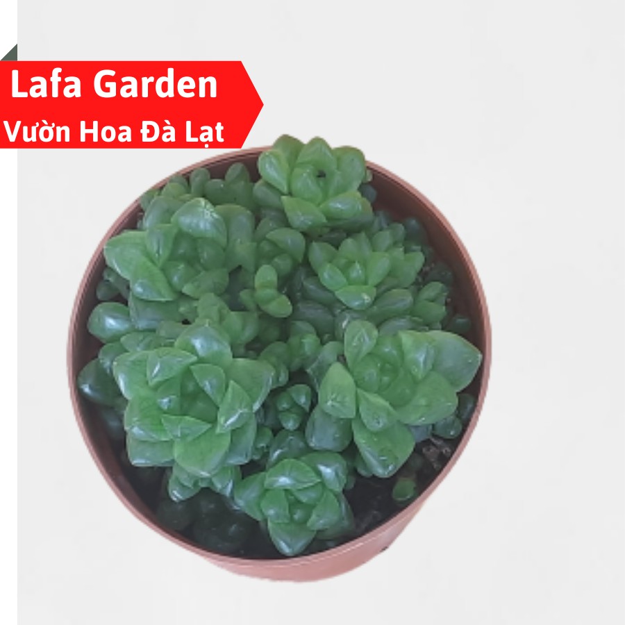 Cây sen đá ngọc tròn size trung LAFA GARDEN, lá tròn mọng nước, nhiều sen con