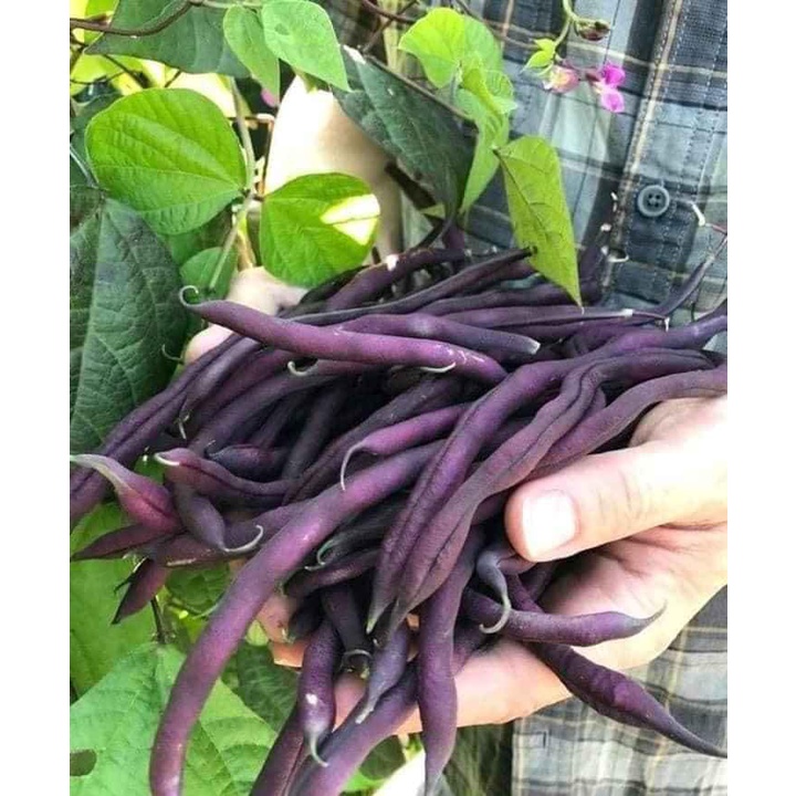 Hạt giống Đậu cove tím leo giàn nhập thái lan nguyên gói 5gr (~12 hạt) (Bush Bean)