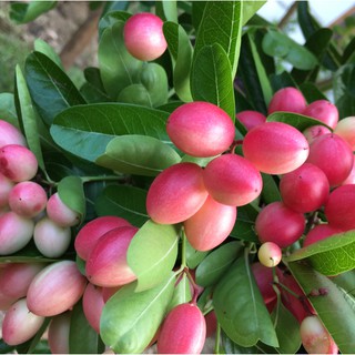 1KG PHÂN BÓN CHO CÂY SIRO, PHÂN BÓN CHO CÂY SI RÔ