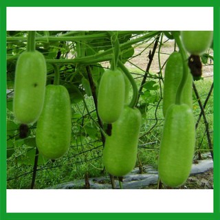 Hạt giống cây Bầu Sao