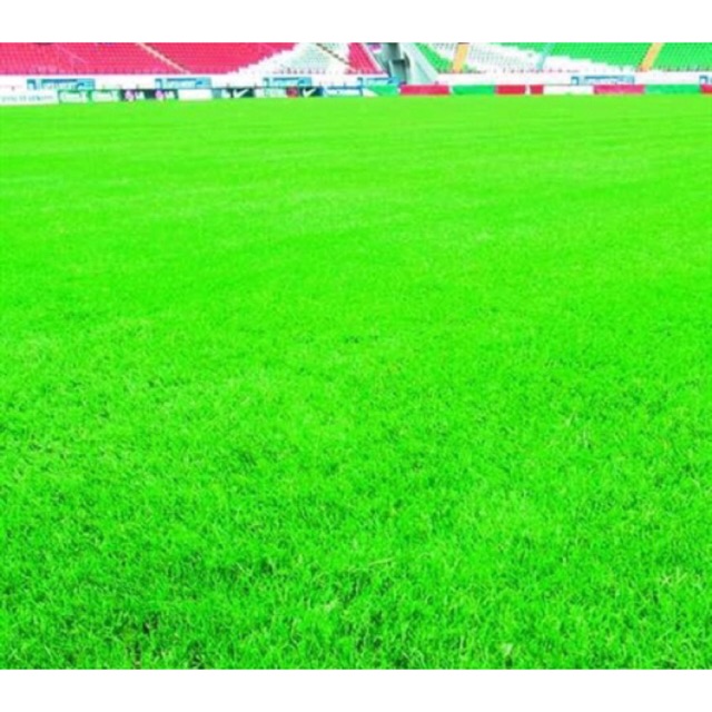 Cỏ Hạt giống Cỏ trồng thảm Bermuda (Bermuda grass seeds) 10 Gram