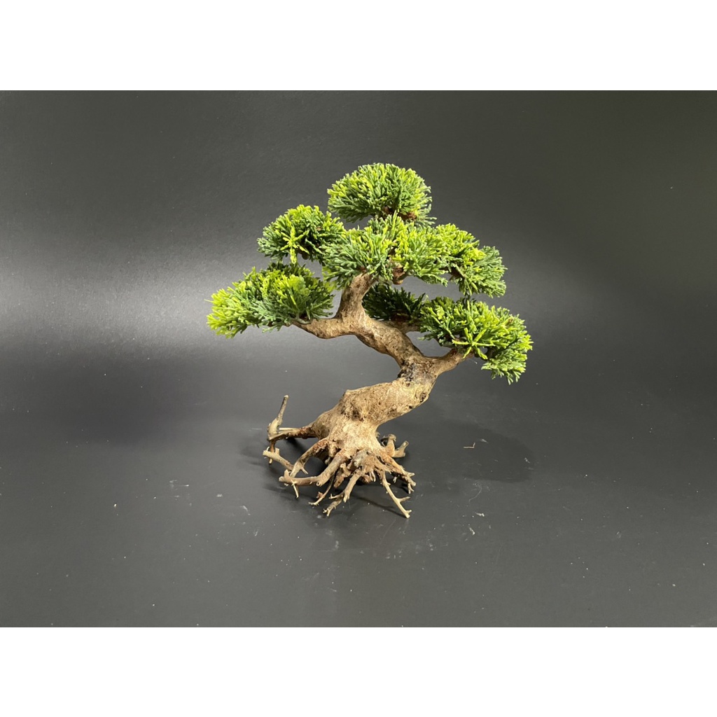 Lũa Bonsai, Lũa thủy sinh dùng trang trí hồ cá cảnh, hồ thủy sinh, văn phòng, nhà cửa