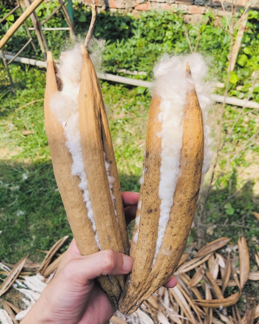 Bông Gòn Tự Nhiên 100% từ trái gòn 1KG