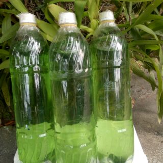 DẦU TRÀM HUẾ NGUYÊN CHẤT