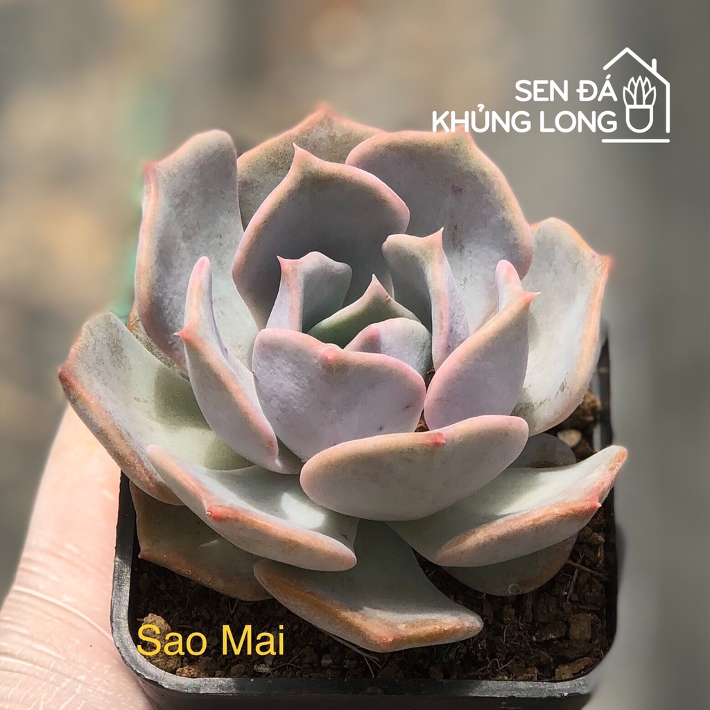 sen đá Sao Mai - echeveria lucila