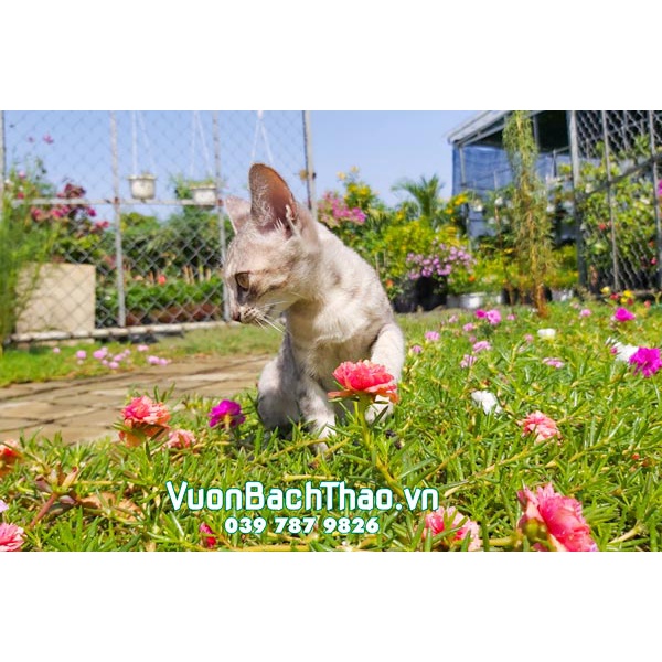 Cây mười giờ thái kép hoa nhiều màu