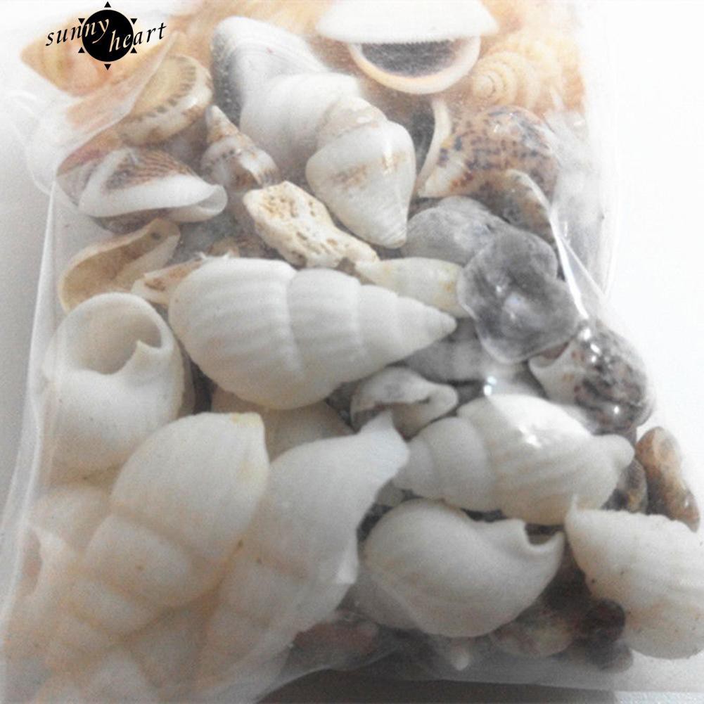 40 vỏ sò trang trí