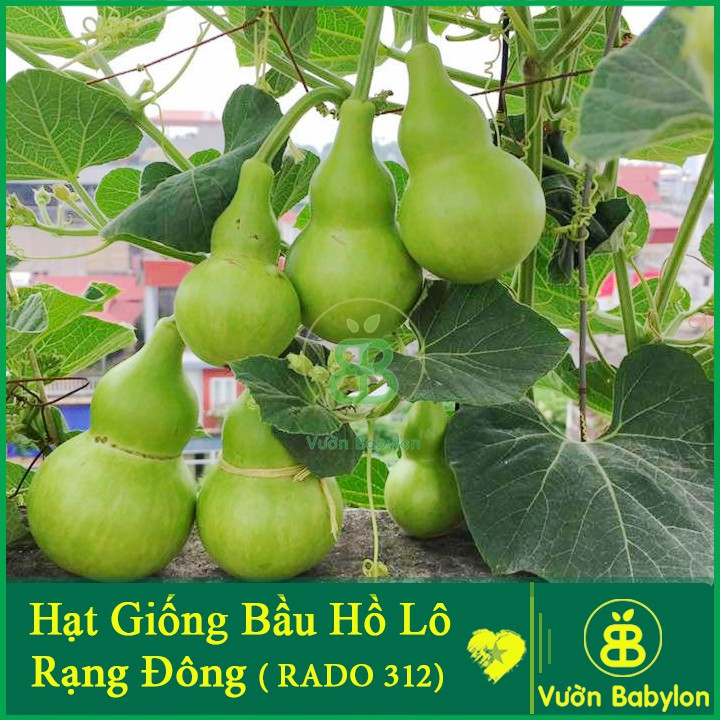 Hạt Giống Bầu Hồ Lô F1 Dễ Trồng, Năng Suất Cao