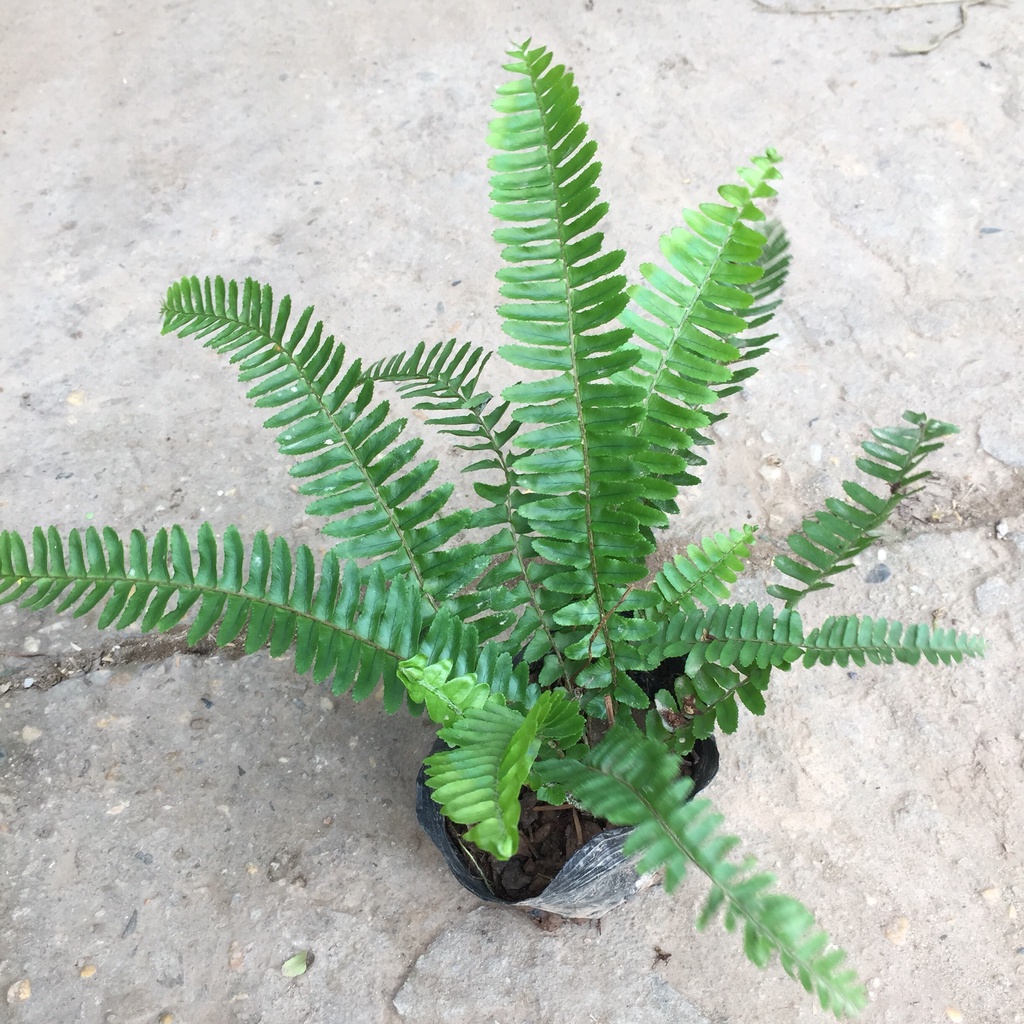 Cây dương xỉ thanh lọc không khí, Cao 20cm bụi to cây xanh mướt lá me bắt mắt sức sống mãnh liệt hợp trang trí nội thất
