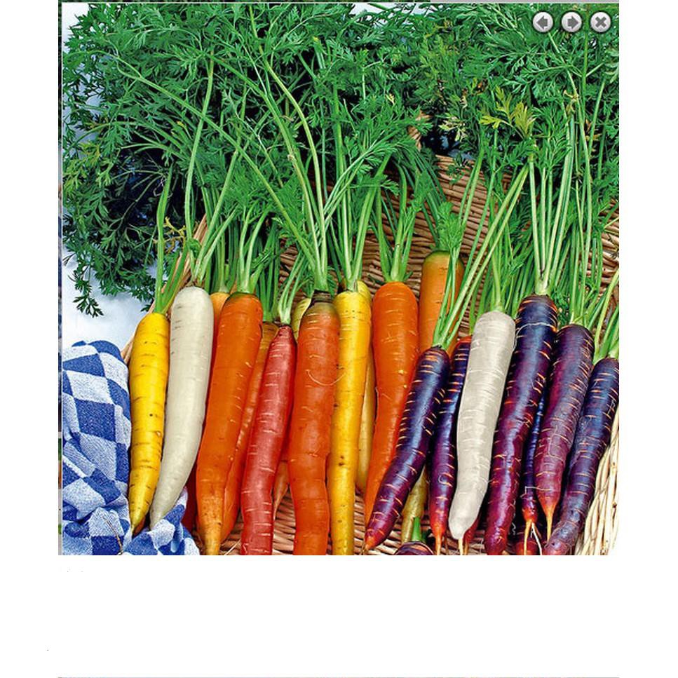 Gói 50 Hạt giống cà rốt 7 màu sắc Tách gói 50h trồng thùng xốp  KHUYẾN MẠI SHOP MỚI HẠ GIÁ SỈ