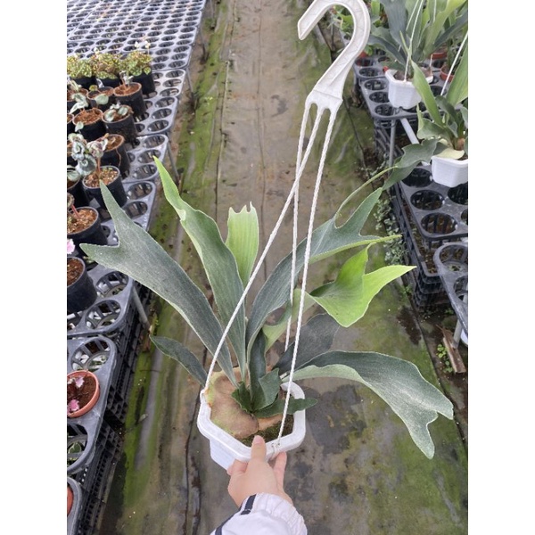 Chậu treo Ổ rồng - Platycerium alcicorne