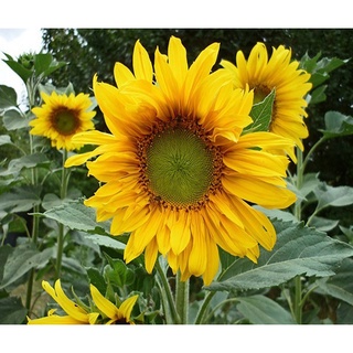 Hạt giống hương dương tháp (tặng kèm phân bón và kích mầm)