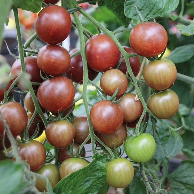 Hạt giống Cà Chua Bi Socola (Cà Chua Bi Chocolate) - Hạt Chuẩn Nảy Mầm Tốt