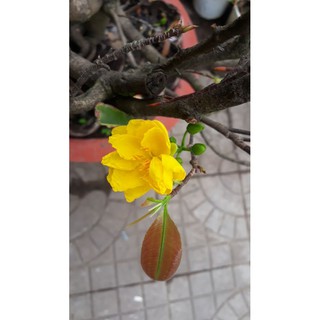 Mai vàng cây giống [50 000Đ/10 cây]