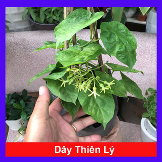 caykiengsadec - Dây Thiên Lý.... siêu hoa... thơm nứt mũi - Cây cảnh sân vườn