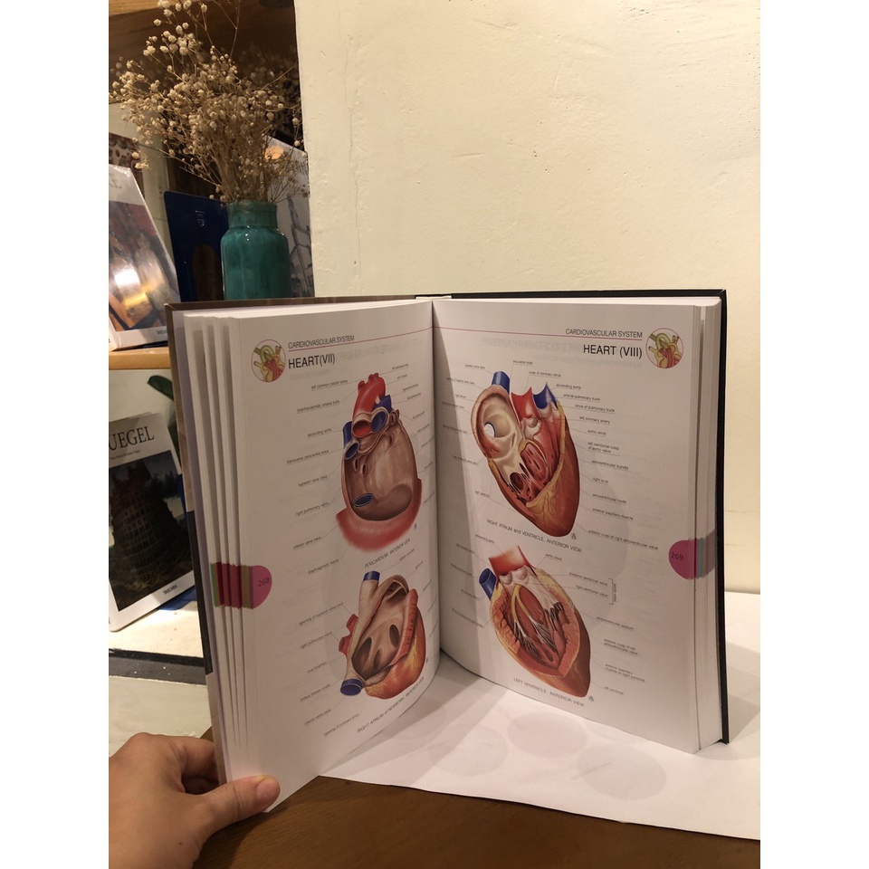 Sách - Atlas of Human Anatomy