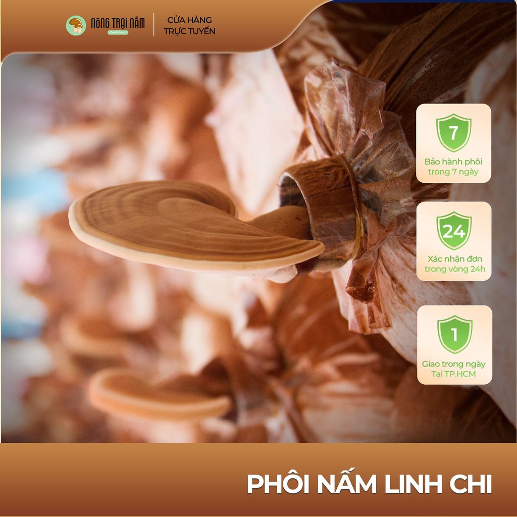 PHÔI NẤM LINH CHI - NOTA FARM - TRỒNG NẤM TẠI NHÀ KÈM BÌNH PHUN SƯƠNG MINI