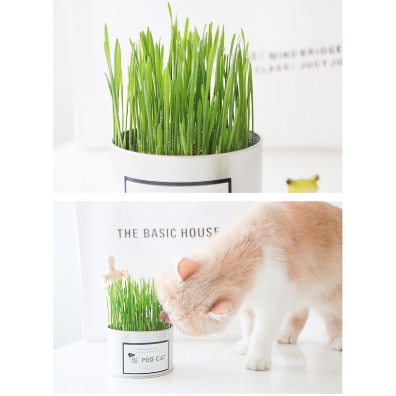 Hạt giống cỏ mèo giúp hõ trợ tiêu hoá túi zip 50gram