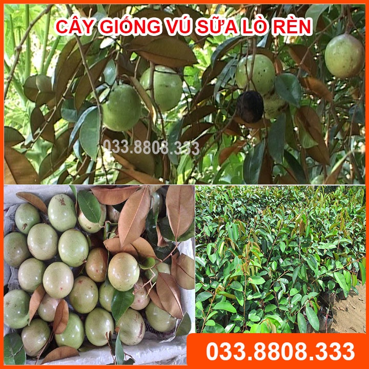 CÂY GIỐNG VÚ SỮA LÒ RÈN - CÂY GIỐNG KHỎE ĐẸP