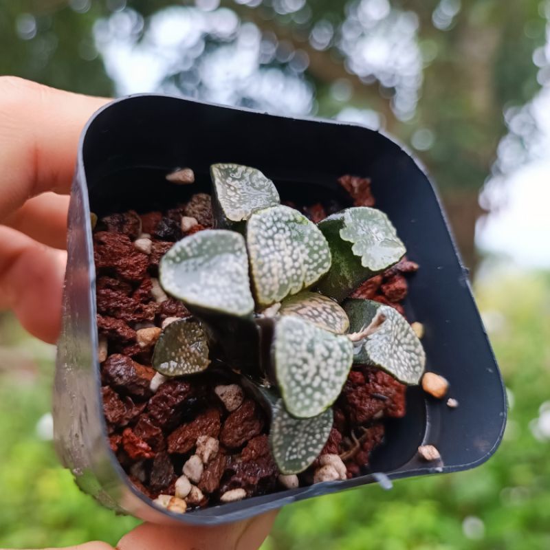 New Sale 50%-Sen Đá Haworthia Groenewaldii hiếm -lạ 4_5 cm