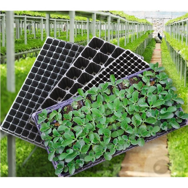 Khay gieo hạt chuyên nghiệp 200 ô