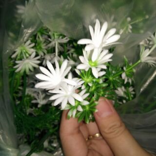 CỎ ĐIỂM KÝ- Cúc 2nhánh cực xinh
