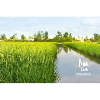 Nếp Cẩm (Nếp Than) 1kg