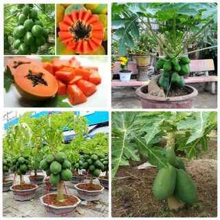 HẠT GIỐNG ĐU ĐỦ LÙN THÁI