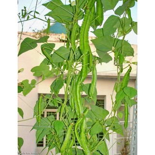 Hạt giống đậu rồng (cây mướp khế)