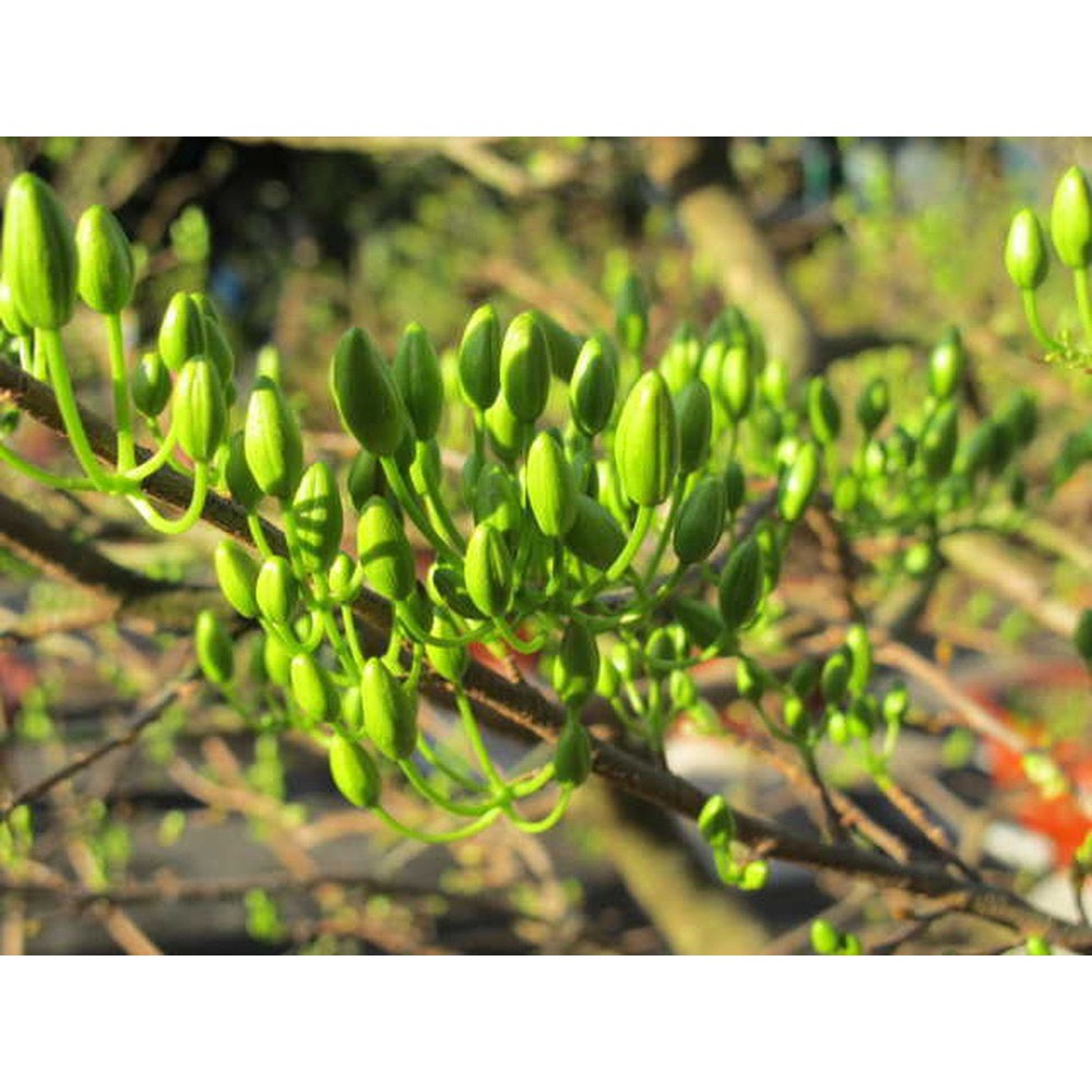 PHÂN BÓN MAI VÀNG - MAX FLOWER DƯỠNG NỤ MAI CHAI 500ML - MẬP NỤ, DÀY CÁNH, HOA TO ,LÊN MÀU ĐẸP