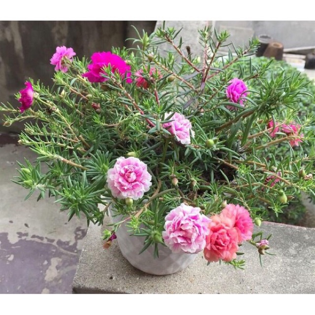 HẠT GIỐNG HOA 10 GIỜ MỸ KÉP MIX MÀU 1000 hạt