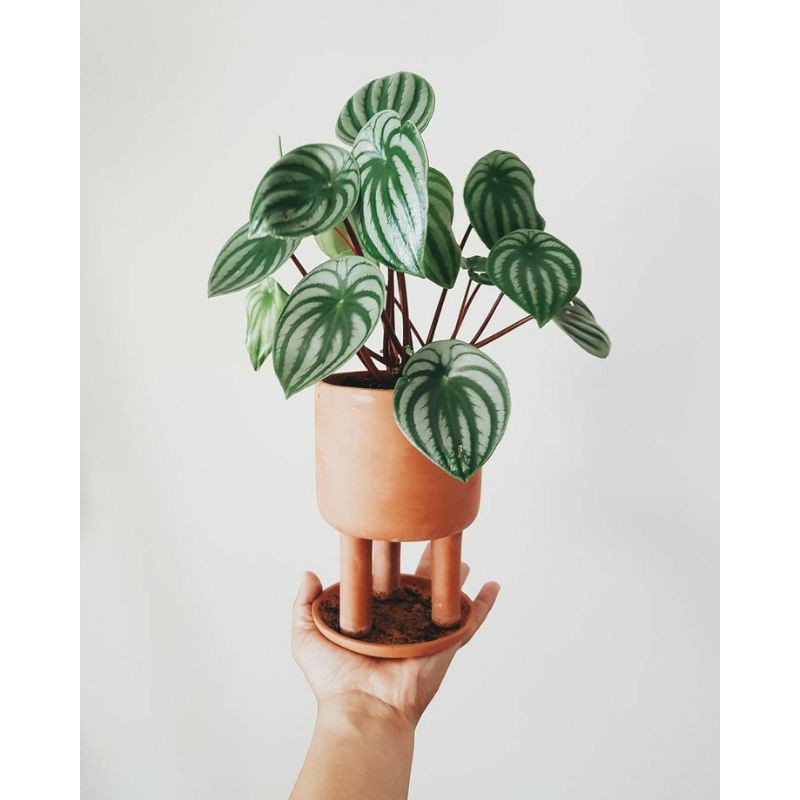 Cây lá dưa hấu - peperomia watermelon