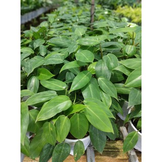 Trầu Bà Tỉ Phú