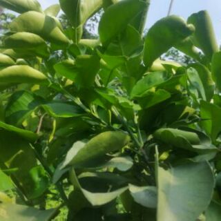 Lá bưởi tươi 1 kg