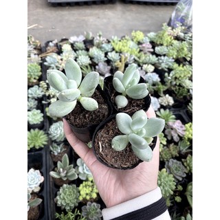 Sen đá sỏi trắng. sỏi trắng