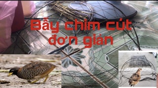 Cung bẫy chim cút 1 bộ 5 chiếc